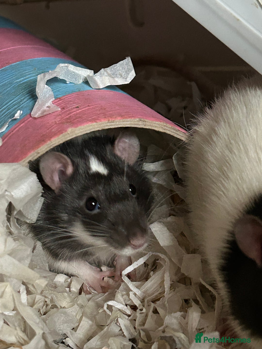 Rat rodents for sale: 3 males rats and cage  - Image 4