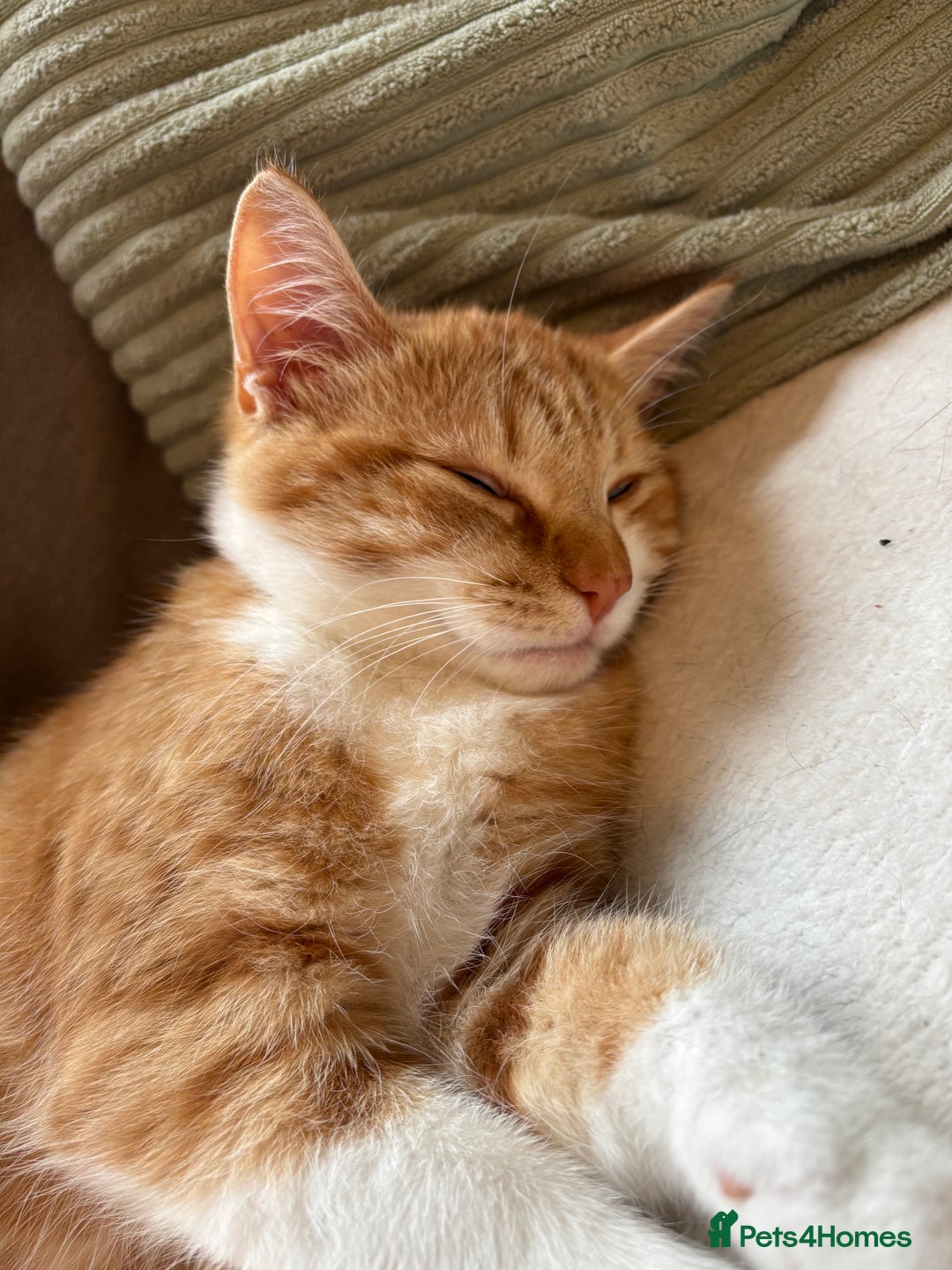 Mixed Breed cats for sale: Beautiful orange kitten  - Advert 9