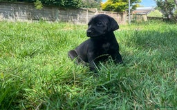 Mixed Breed dogs for sale: Vizlador x Weimaraner puppies - Image 23