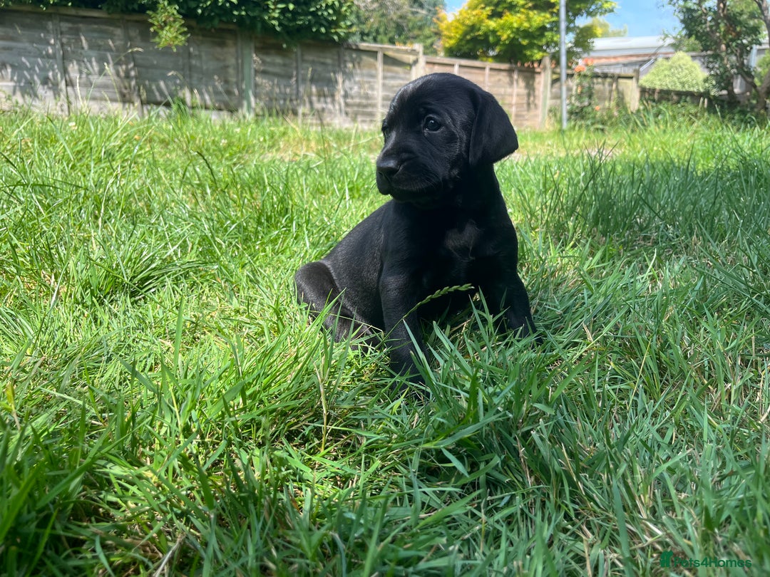 Mixed Breed dogs for sale: Vizlador x Weimaraner puppies - Image 23