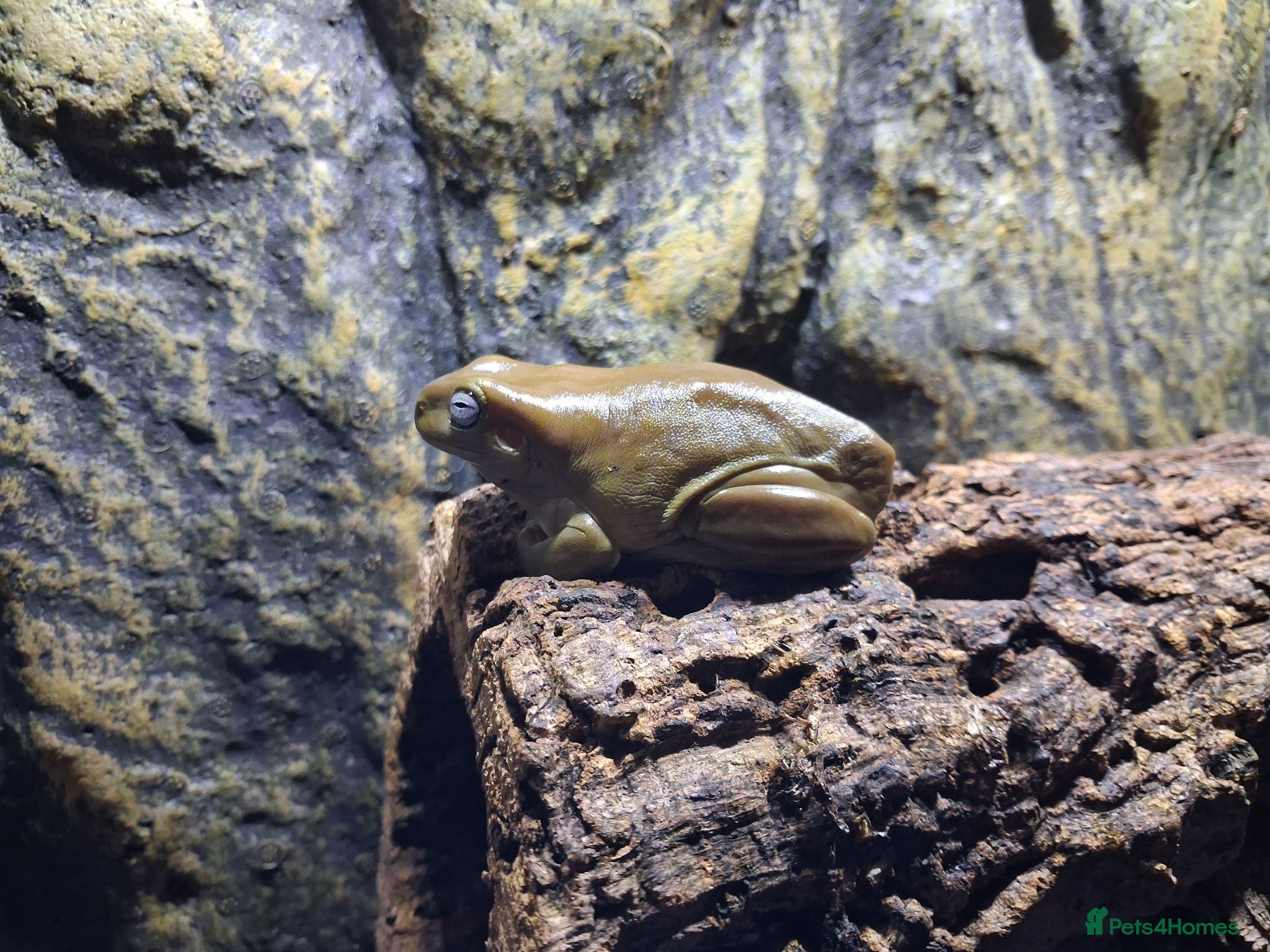 Frog reptiles 3 tree frogs £60 for all - Advert 9