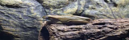 Frog reptiles for sale: 3 tree frogs £60 for all - Advert 1