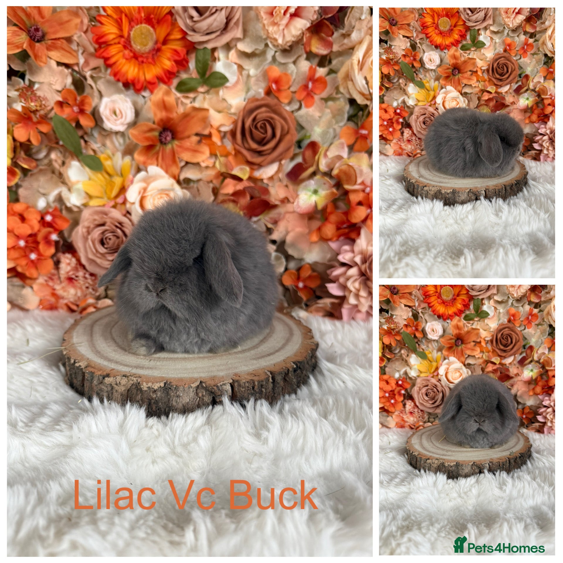 Mini Lop rabbits 💜 Vaccinated Mini Lops 💜 xxx - Advert 1