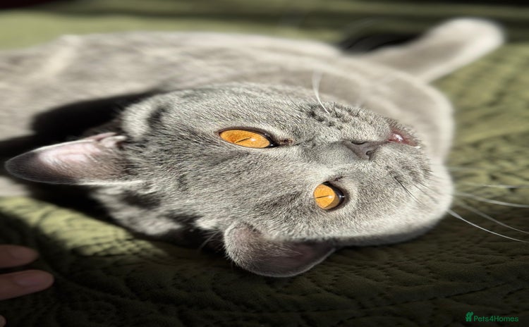 British Shorthair cats - Advert 9