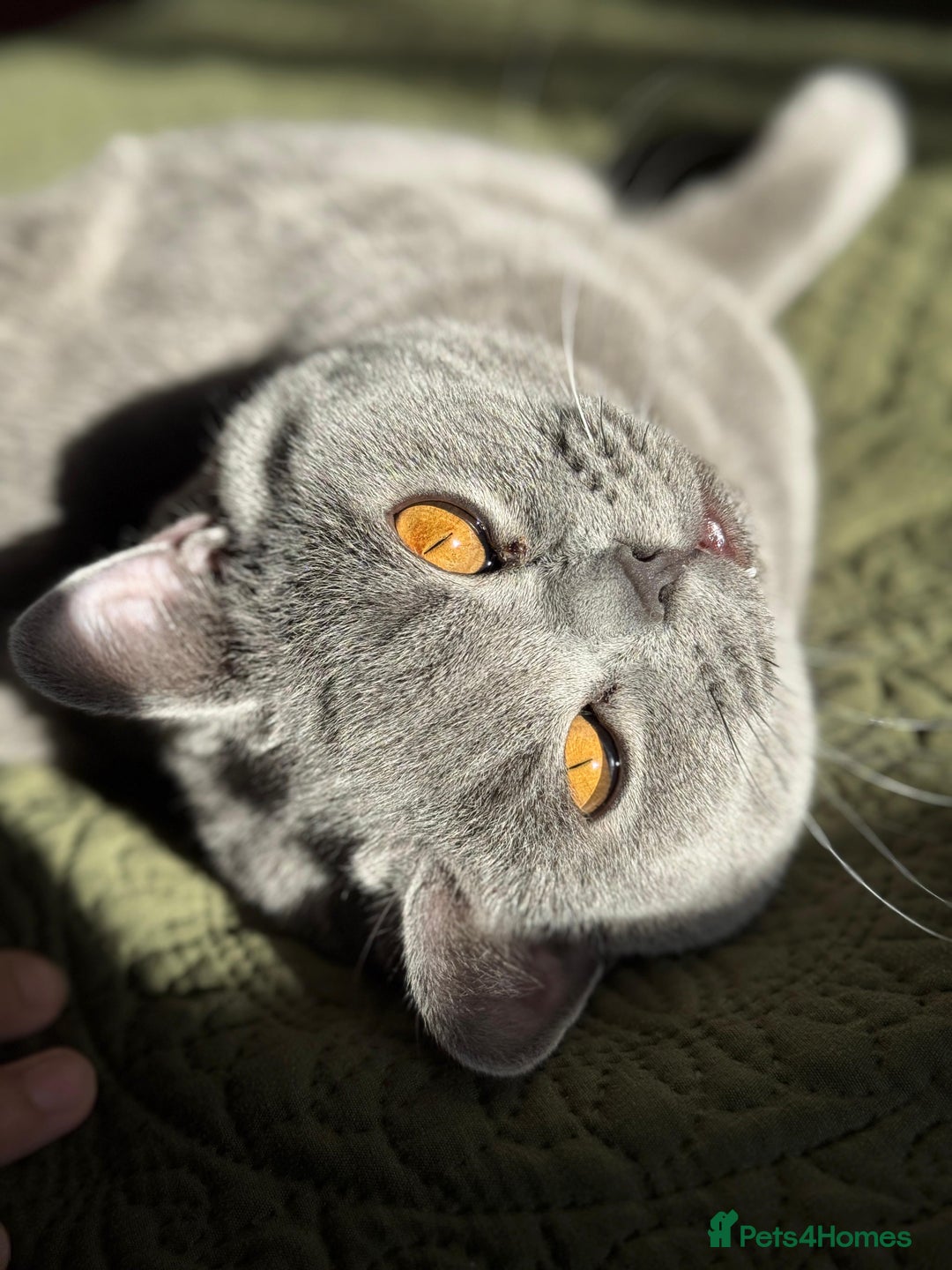 British Shorthair cats for sale: Male British Shorthair 1yr old (CHAMPA) - Image 1