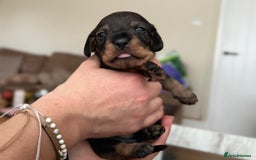 Miniature Dachshund dogs for sale: Supreme KC Miniature Wirehaired Dachshunds! - Advert 16