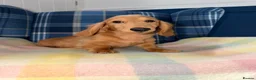 Miniature Dachshund dogs for sale: Last Boy Left  - Advert 8