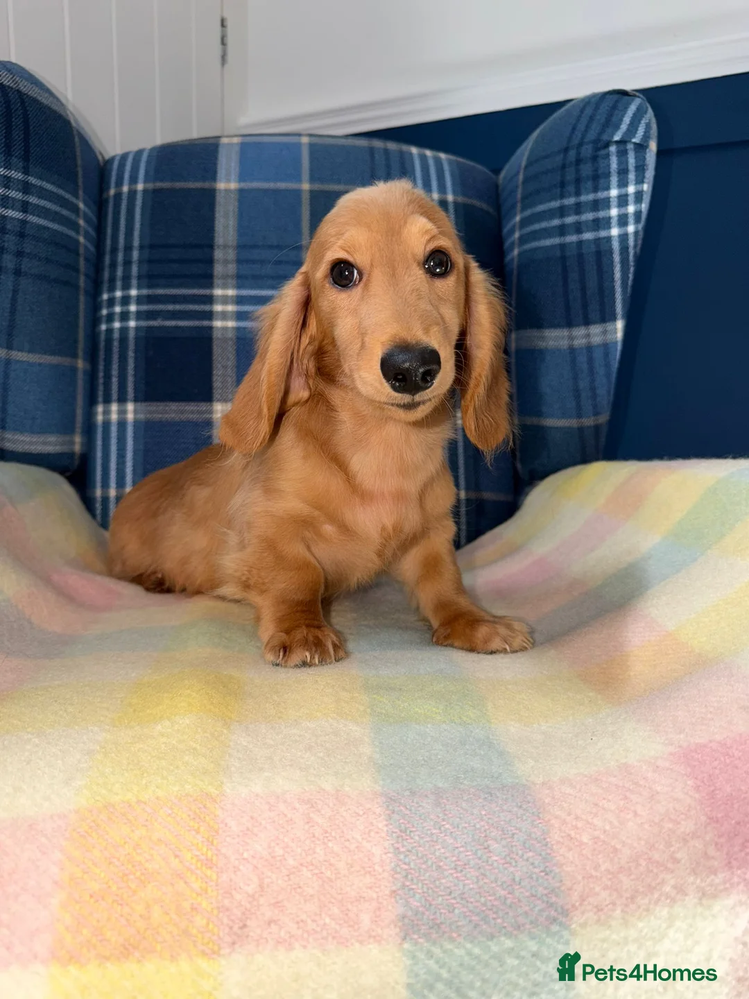 Miniature Dachshund dogs for sale: Last Boy Left  - Advert 8