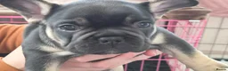 French Bulldog dogs for sale: FRENCH BULLDOGS  in Coalville - Advert 8