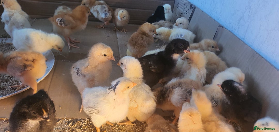 Mixed Breed birds for sale:   Sandor  - Image 1