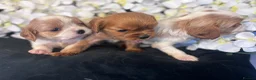 Cavalier King Charles Spaniel dogs for sale: Last one - Ready to go - Beautiful KC Registered  - Advert 15
