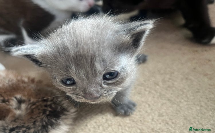 British Shorthair cats for sale - Advert 1