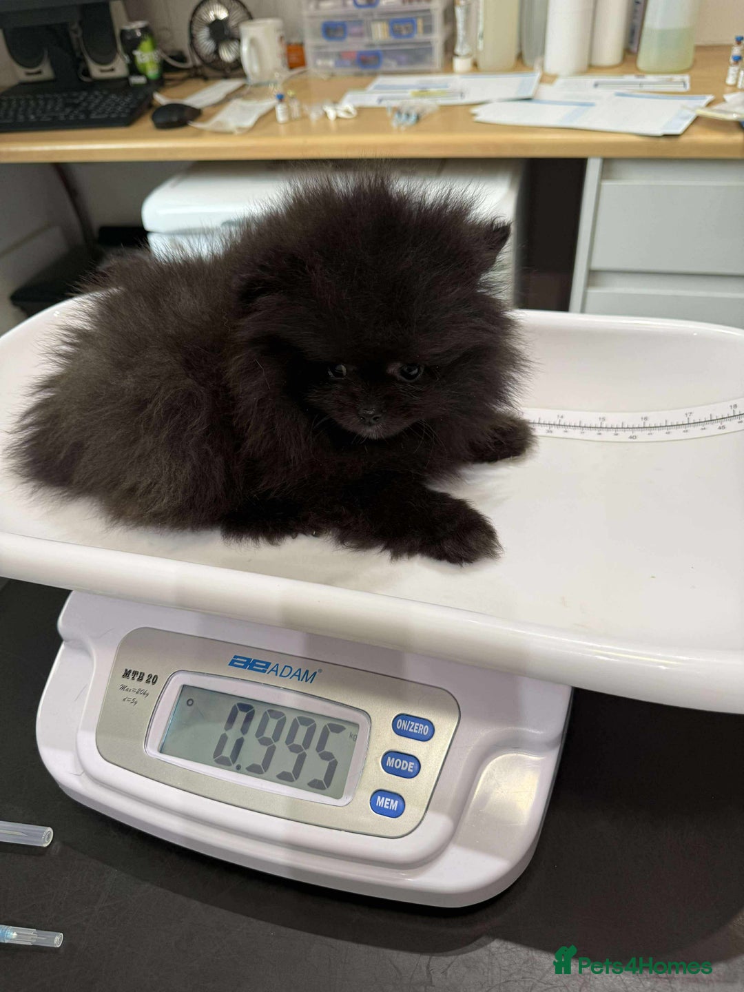 Pomeranian dogs for sale: Adorable Purebred Pomeranian Puppies  - Image 5