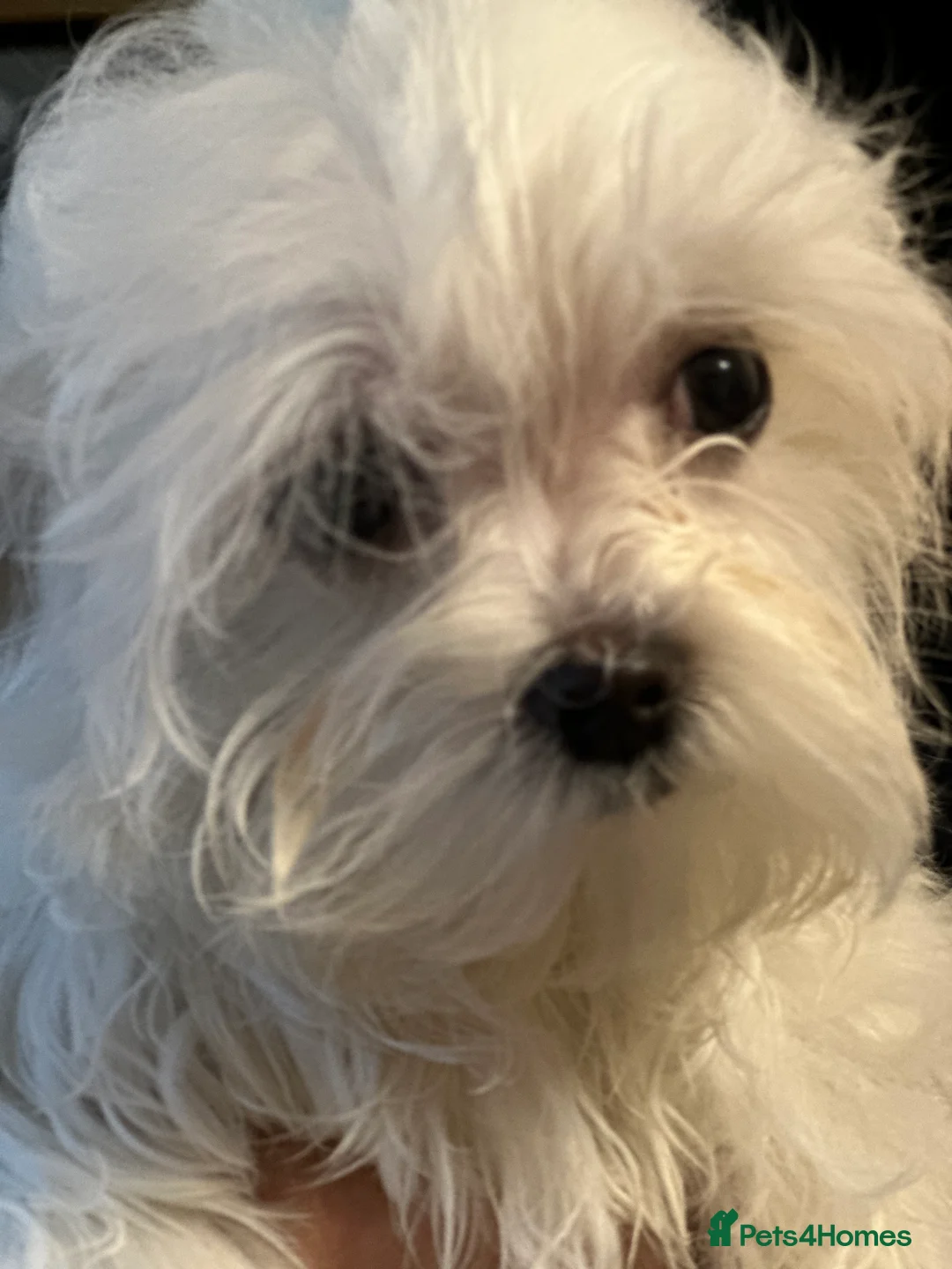 Maltese dogs for sale: Stunning Maltese puppies, K.C. registered - Advert 7