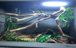 Python Snake reptiles for sale: Jungle Carpet Python and Full Setup - Image 4