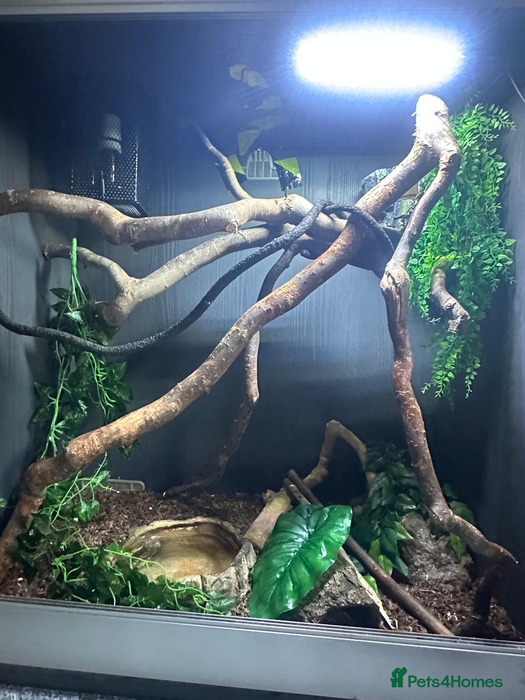 Python Snake reptiles for sale: Jungle Carpet Python and Full Setup - Image 4