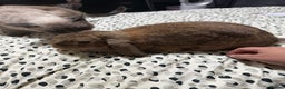 English Lop rabbits for sale: Two bonded female rabbits - Advert 4