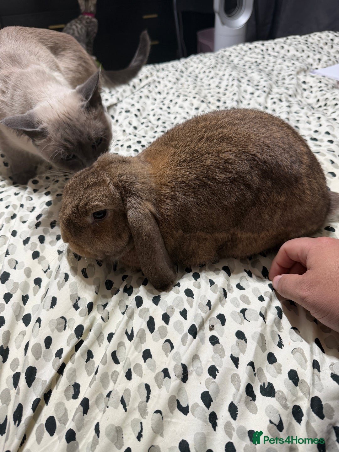 English Lop rabbits for sale: Two bonded female rabbits - Advert 4