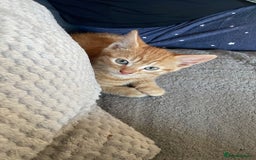 Mixed Breed cats for sale: 6 very friendly kittens  - Image 4