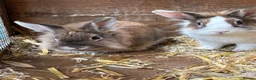 Lionhead rabbits for sale: 2 male Lion head rabbits  in Bordon - Advert 2