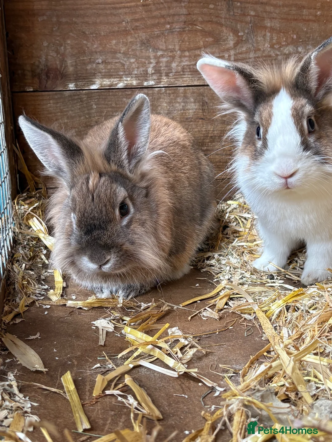 Lionhead rabbits for sale: 2 male Lion head rabbits  in Bordon - Advert 2