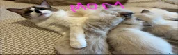 Ragdoll cats for sale: Pure ragdoll 7 weeks old clearance sale London  - Advert 17