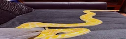 Python Snake reptiles for sale: Albino Python LARGE - Advert 2