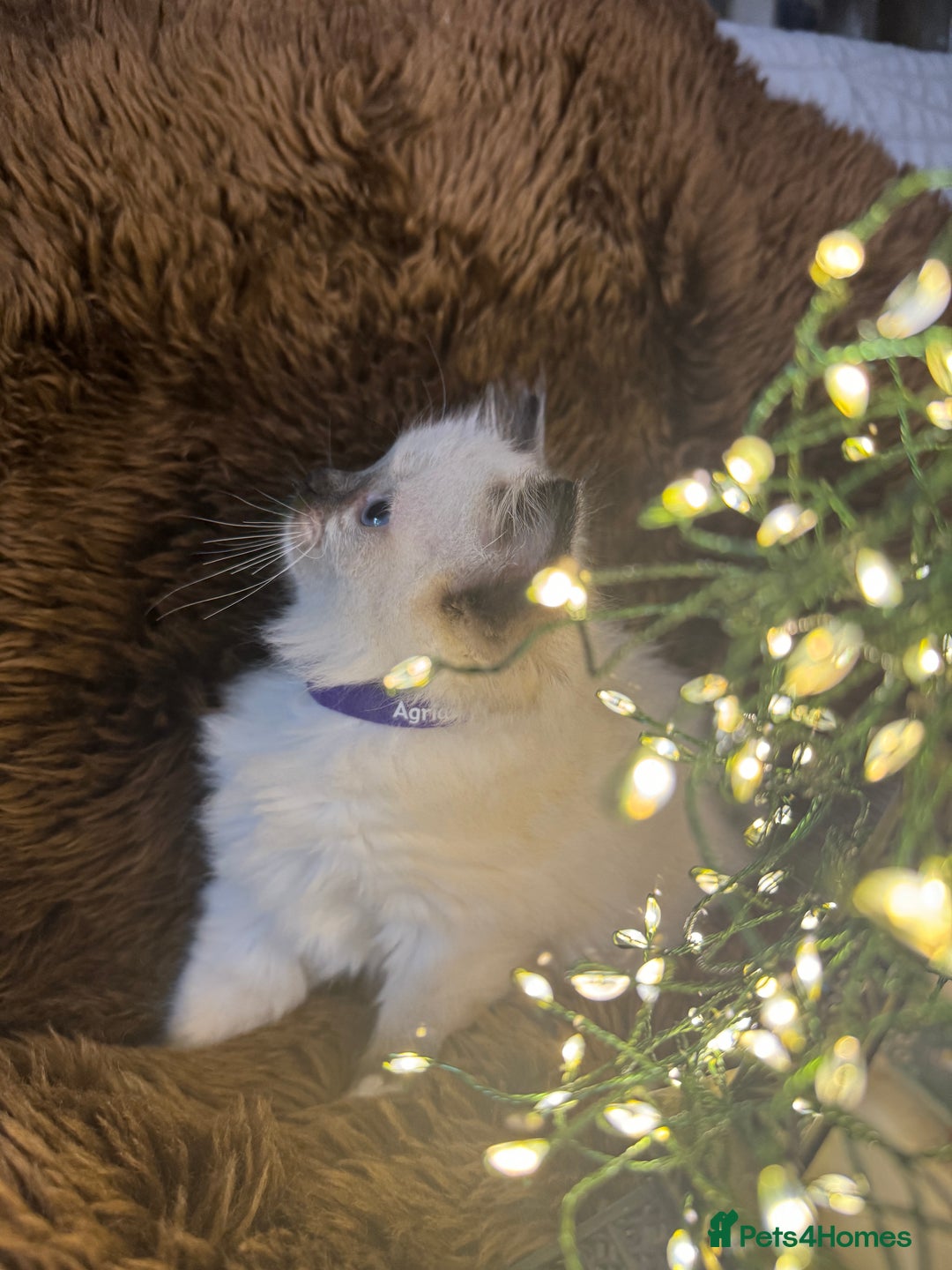 Ragdoll cats for sale: GCCF Sealpoint Mitted/Blue Lynx Ragdoll kittens - Image 16