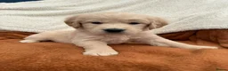 Golden Retriever dogs for sale: KC Registered Golden Retriever Puppies  in Tenterden - Advert 8