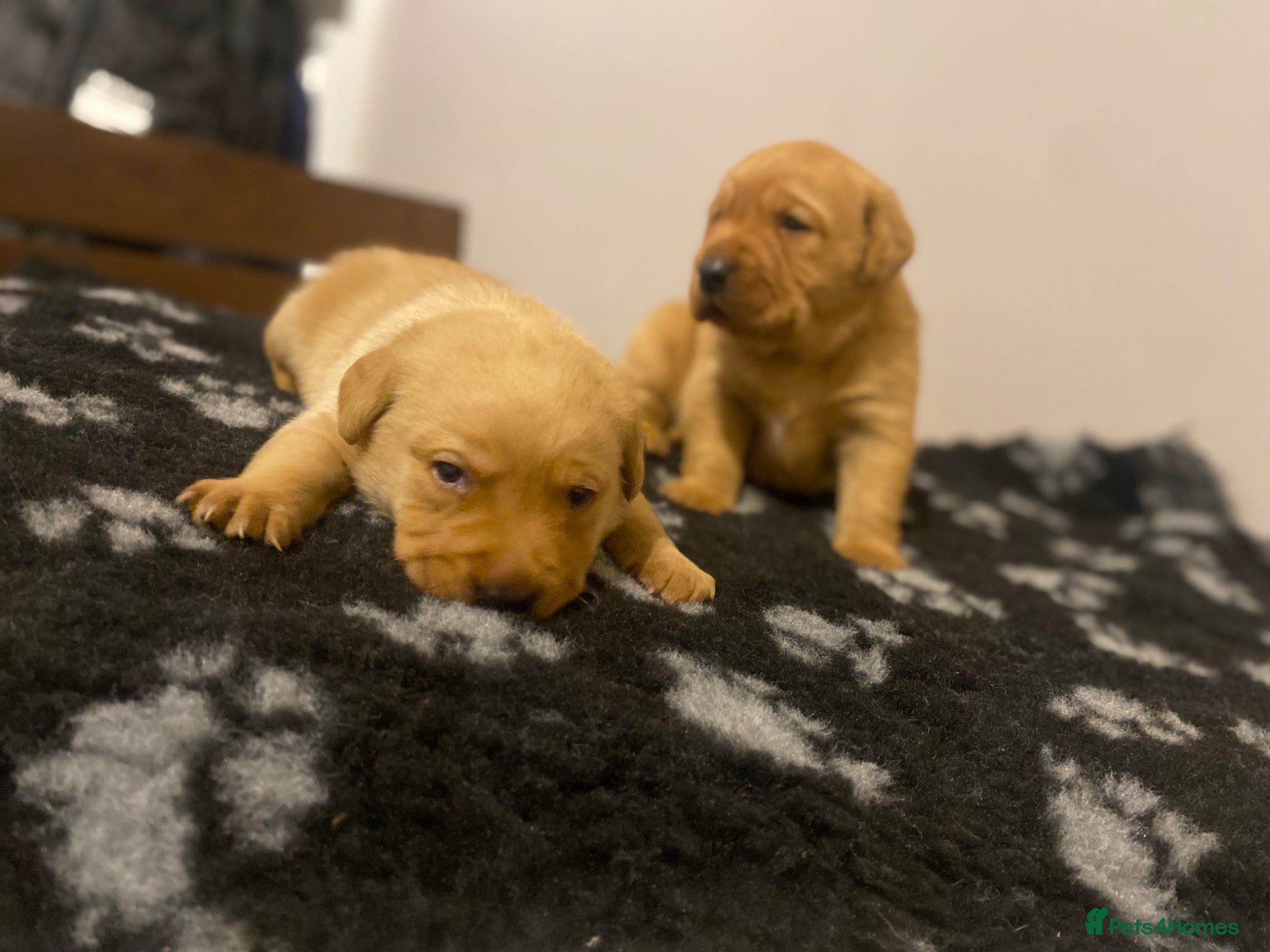 Labrador Retriever dogs KC registered Labrador puppies - Advert 7