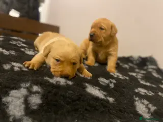 Labrador Retriever dogs KC registered Labrador puppies - Advert 7