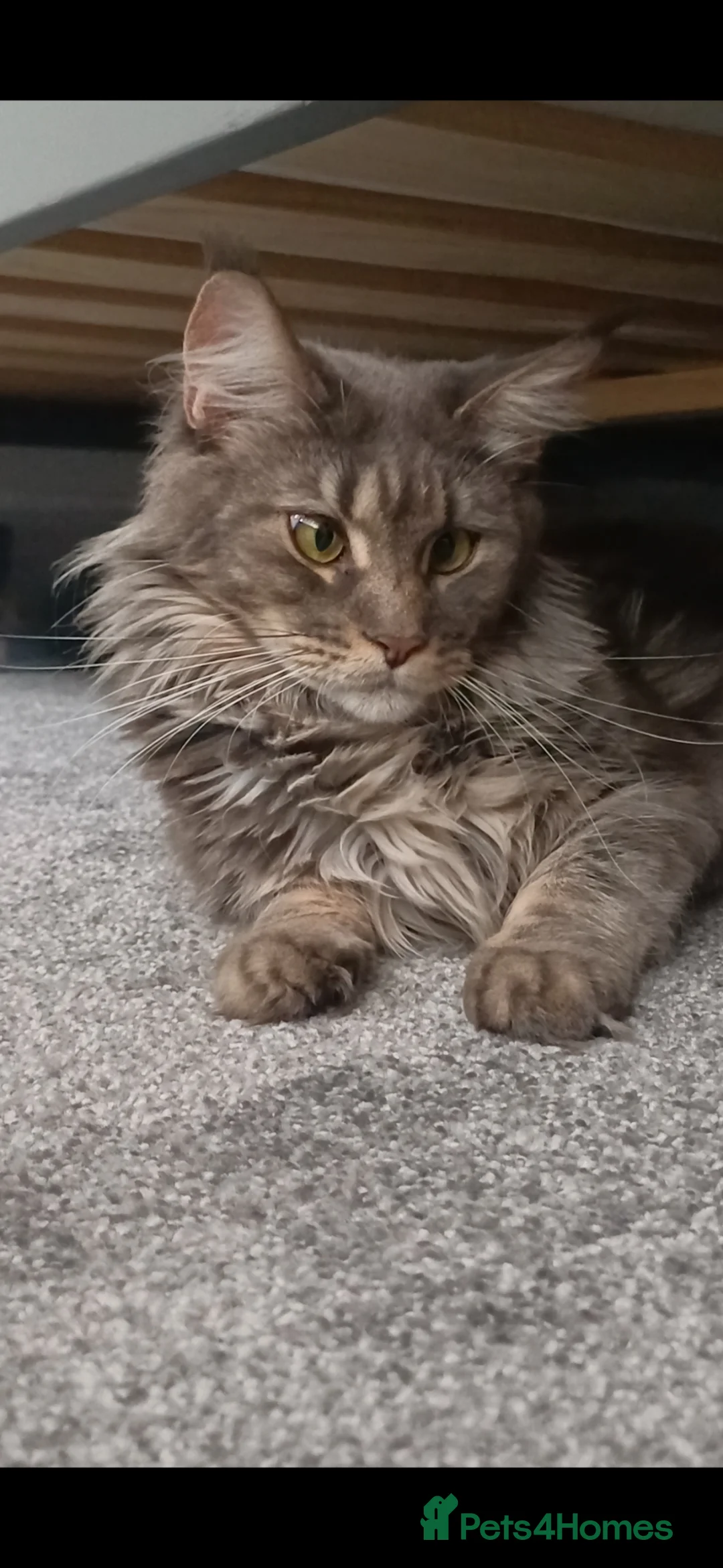 Maine Coon cats for sale: Maine Coon Kittens - Advert 1