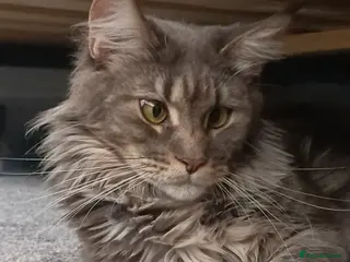 Maine Coon cats Maine Coon Kittens - Advert 4