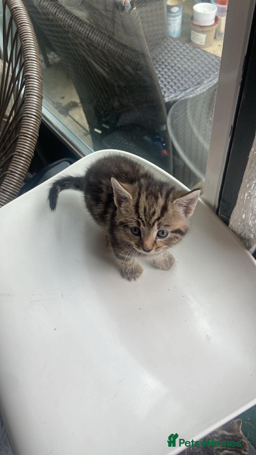 Aegean cats Tabby’s Cats  - Advert 2