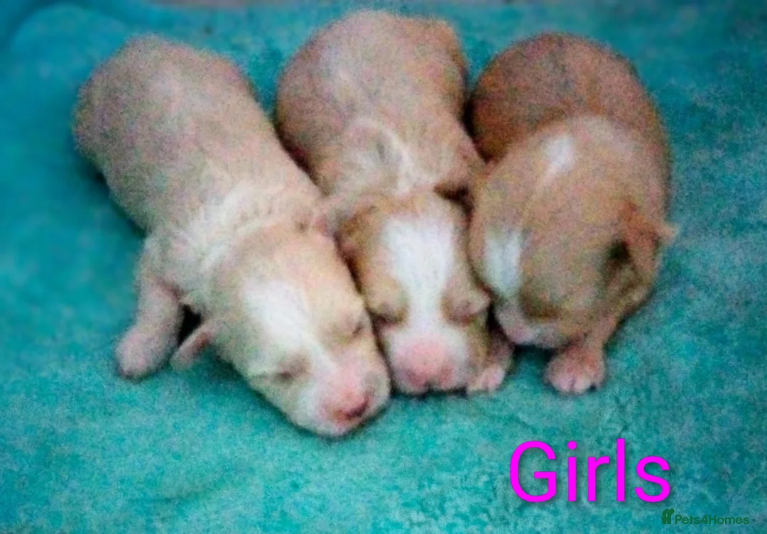 Maltipoo dogs for sale: Stunning F1 Maltpoo's 200+ Health Tests - Advert 7