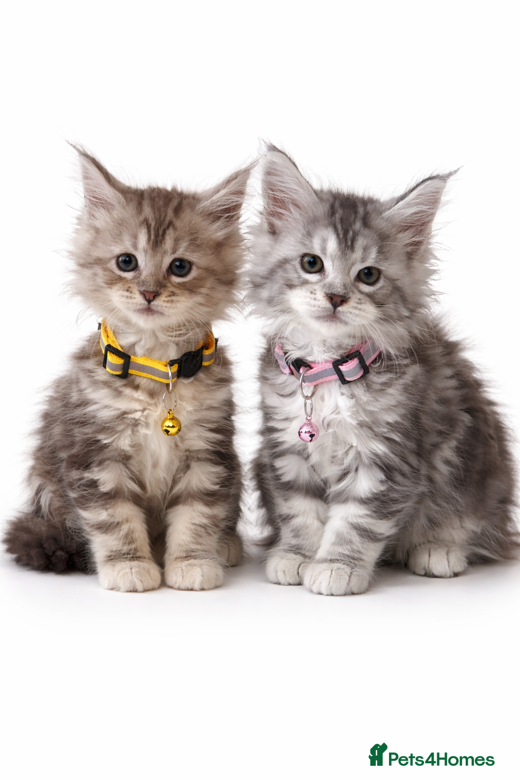 Maine Coon cats LAST 2 Champion Maine Coon Kittens - Advert 1