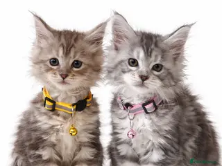 Maine Coon cats LAST 2 Champion Maine Coon Kittens - Advert 6