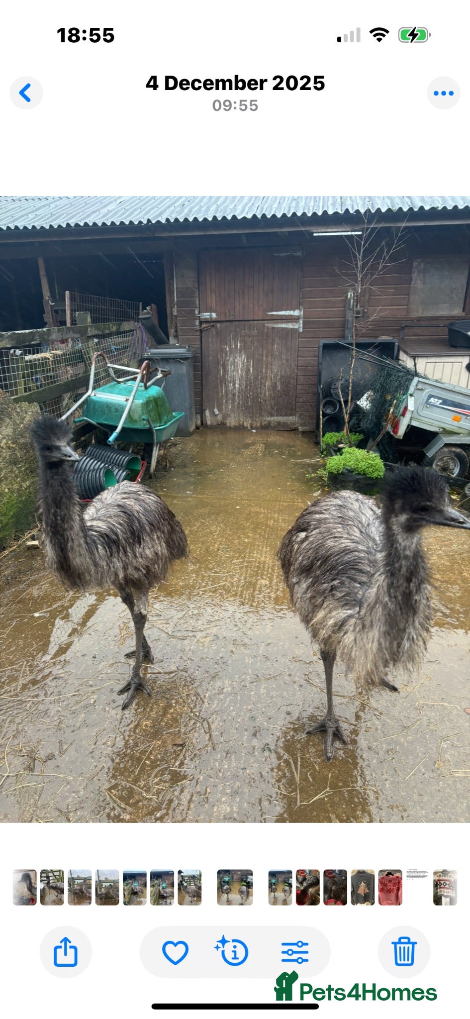 Emus poultry Pair of Emus - Advert 7