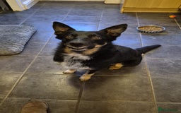 Mixed Breed dogs for sale: Collie x Kelpie Puppies ready to go 28th December  - Advert 2