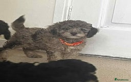 Cockapoo dogs for sale: BEAUTIFUL COCKAPOO PUPPIES LOOKING FOR LOVING HOME - Image 13