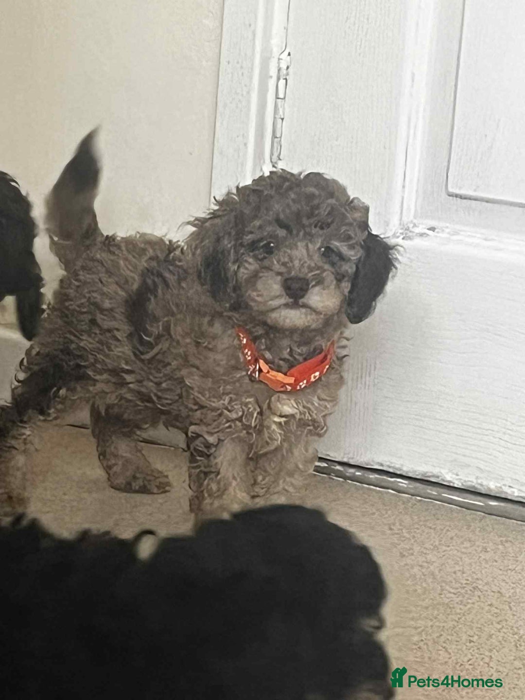 Cockapoo dogs for sale: BEAUTIFUL COCKAPOO PUPPIES LOOKING FOR LOVING HOME - Image 13