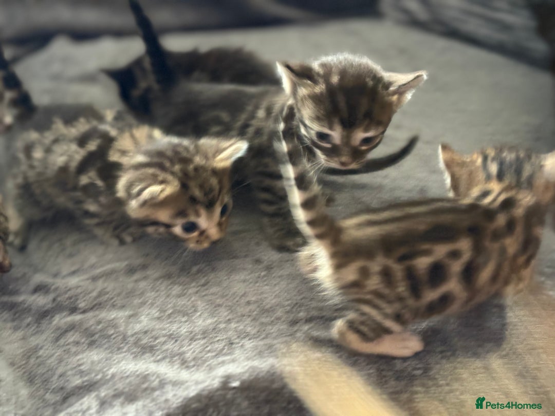 Bengal cats for sale: Russian Blue Bengal Kittens - Image 10