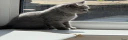 British Shorthair cats for sale: British shorthair  in Rotherham - Advert 8