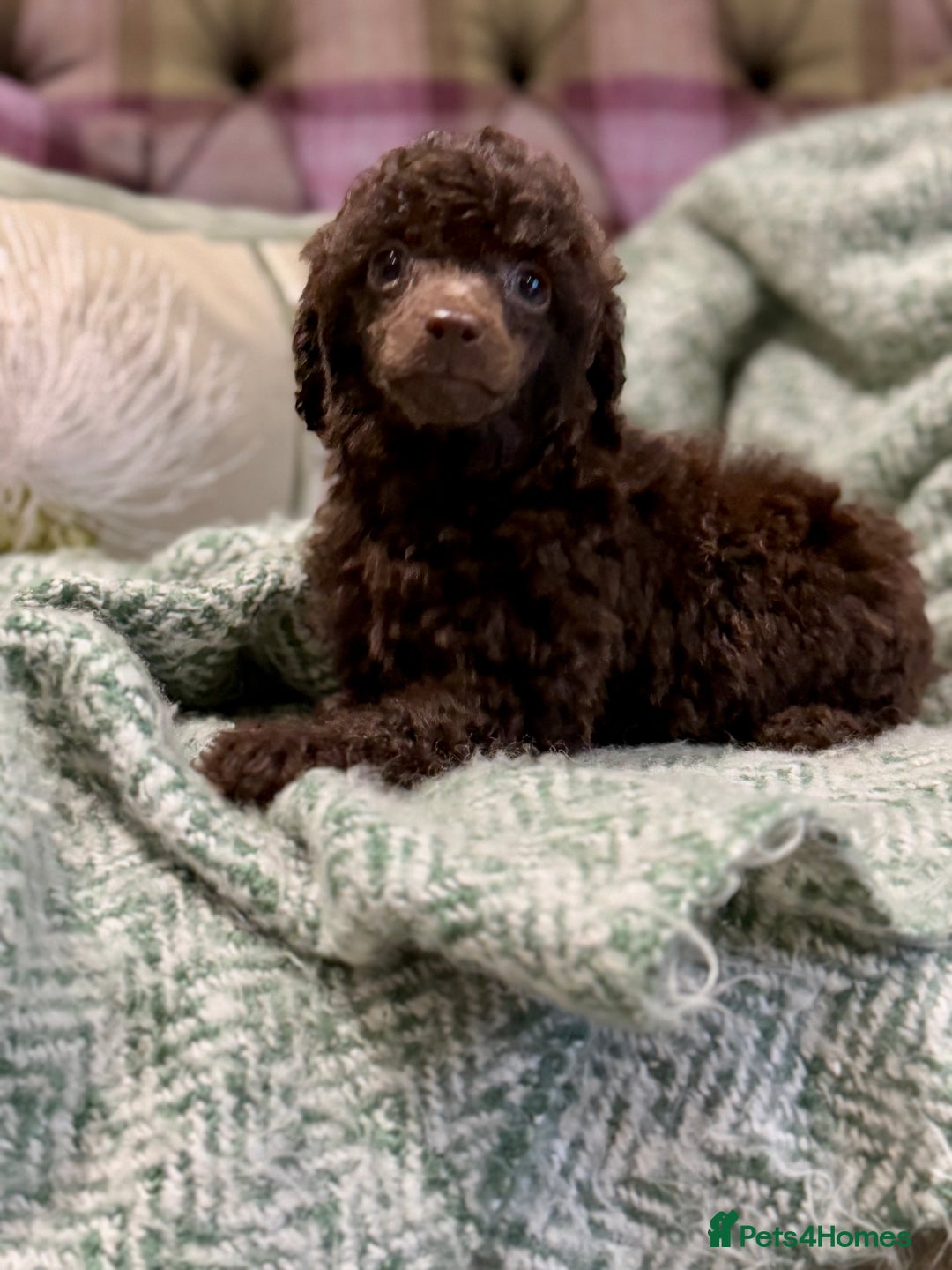 Miniature Poodle dogs for sale: Beautiful Miniature Poodle pups  - Advert 6
