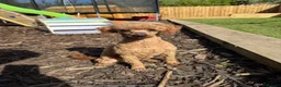 Toy Poodle dogs for sale: Girl Toy Poodle  - Advert 3