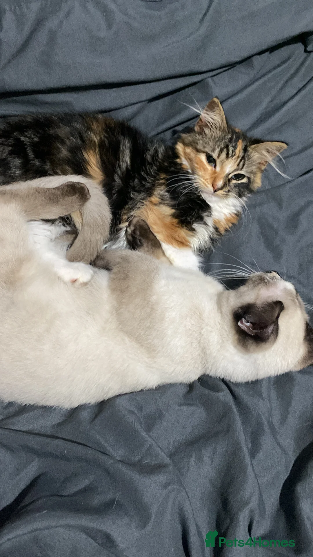 Persian cats for sale: Two beautiful Persian x - Advert 10