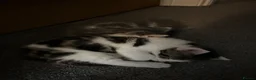 Mixed Breed cats for sale: 2 beautiful kittens. - Advert 4