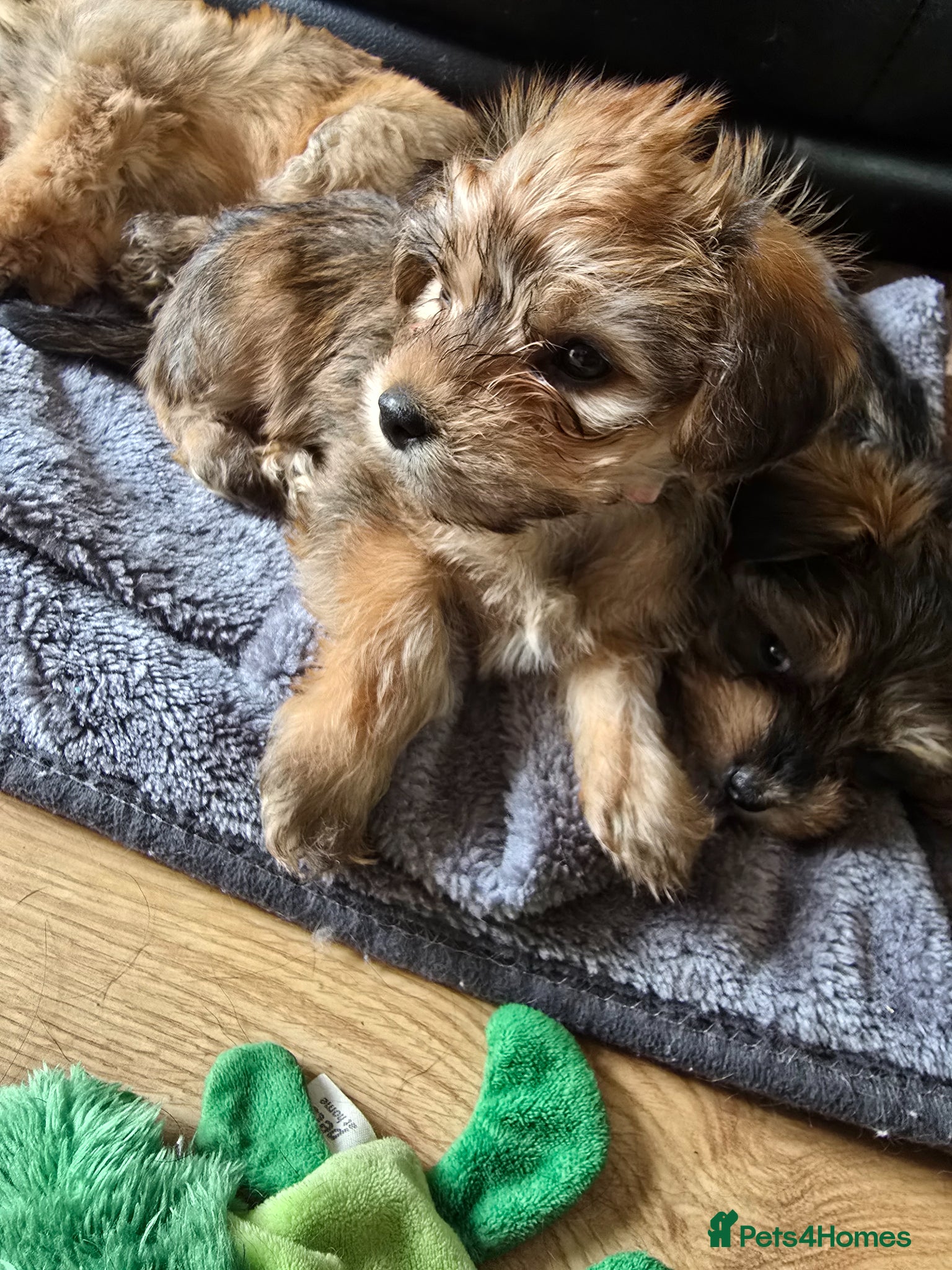 Yorkshire Terrier dogs Yorkshire Terrier Puppies - Advert 3