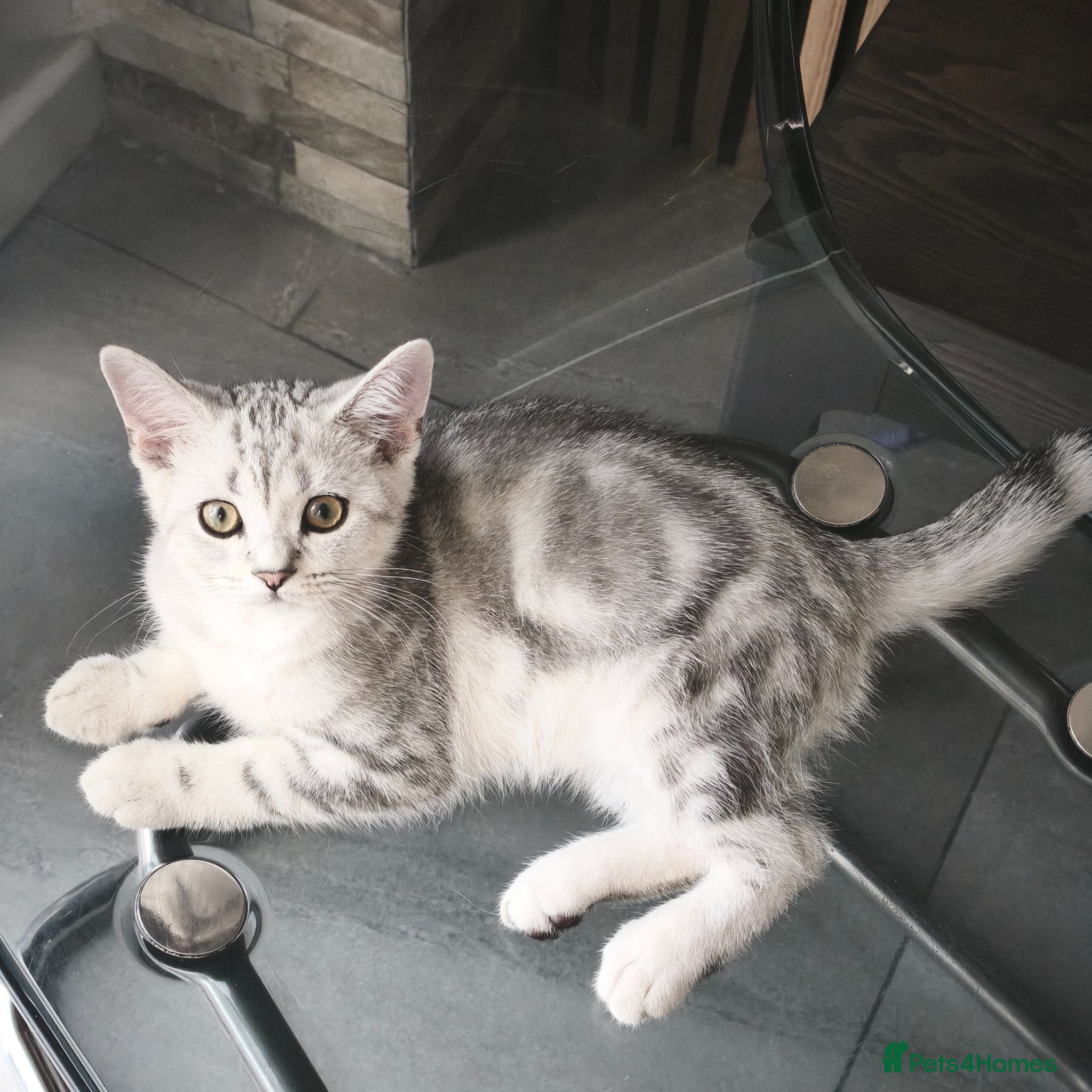 Scottish Fold cats Last Scottish Straight Silver Tabby Boy Available - Advert 2