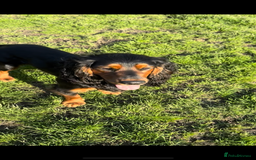 Cocker Spaniel dogs for stud: K C registered - Mr Midnight for Stud in Huddersfield - Image 5